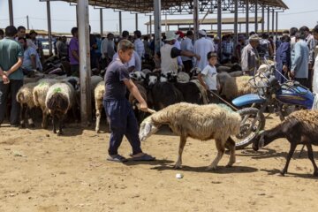 بازار فروش دام گنبدکاووس در آستانه عید قر بان