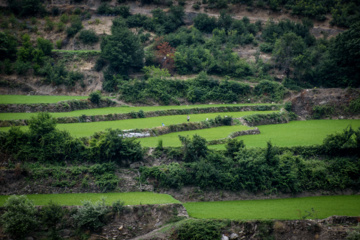 کشت پلکانی شالی در ارتفاعات استان گلستان