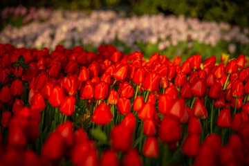 Fiesta de tulipanes en el Jardín Iraní