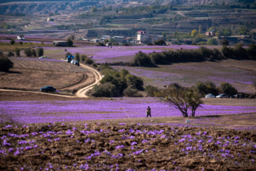 Cosecha de azafrán en el norte de Irán