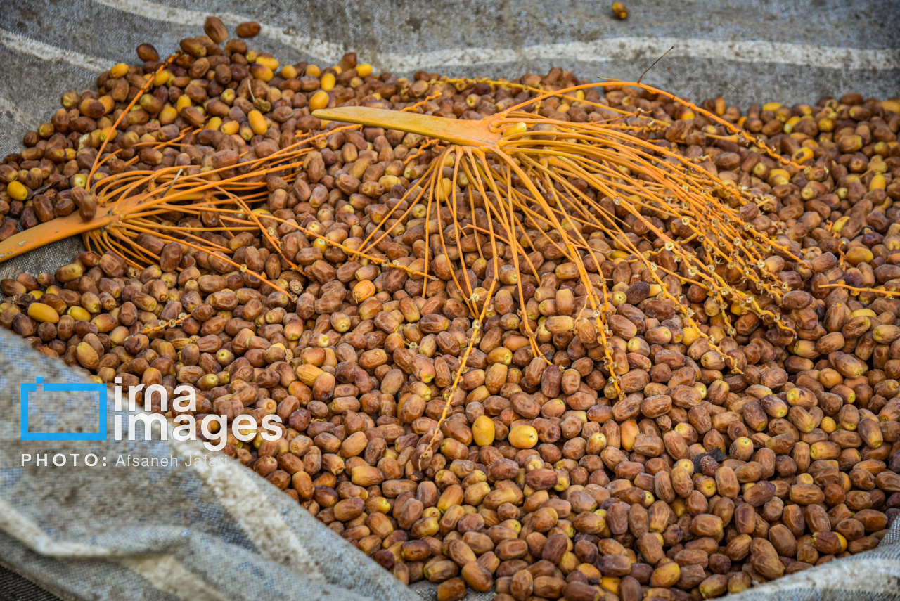 برداشت خرمای زاهدی