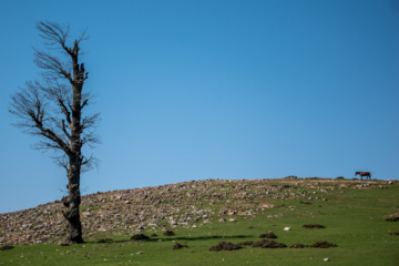 دشت مرکوه در استان گلستان