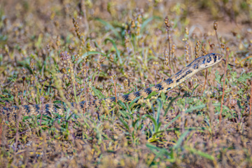 Wildlife of Chamim Region