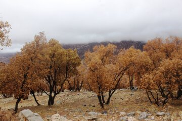 طبیعت پائیزی کوهستان