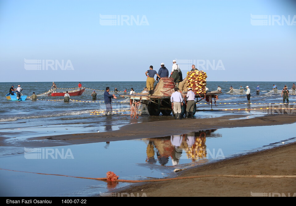 آغاز صید ماهیان استخوانی در دریای خزر