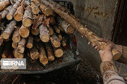 ۲۵ تن چوب قاچاق در شهربابک کشف شد