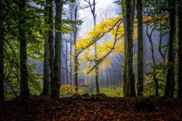 L'automne dans les forêts hyrcaniennes expose la magie de la nature dans chaque feuille. Le paysage intact et pittoresque de ces forêts en automne montre l'importance historique et la diversité végétale de ce trésor naturel iranien. 