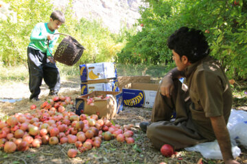 برداشت انار از باغات کردستان