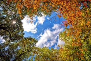 L'automne dans les forêts hyrcaniennes expose la magie de la nature dans chaque feuille. Le paysage intact et pittoresque de ces forêts en automne montre l'importance historique et la diversité végétale de ce trésor naturel iranien. 