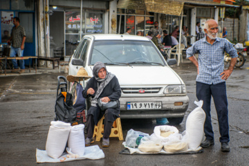 برداشت برنج در گیلان