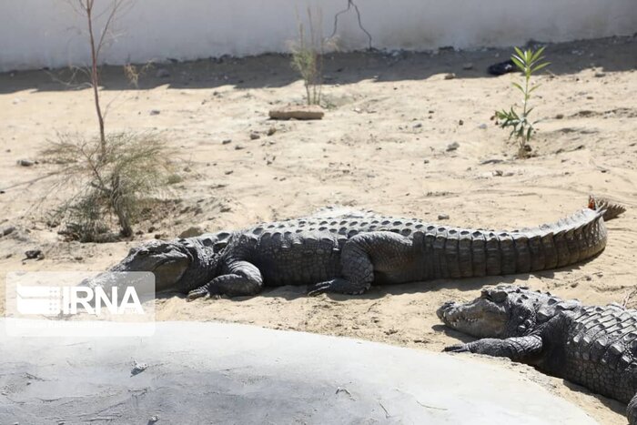 Virgin environment and high tourism capacity in Sistan & Baluchestan