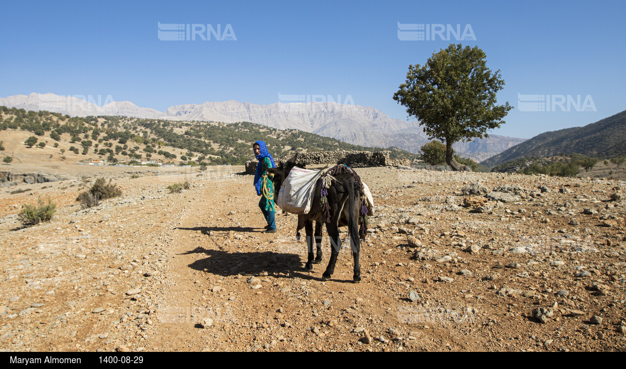 فصل جمع آوری بَلیط (بلوط)