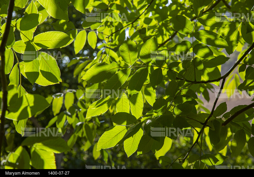 گردو تکانی در حاشیه زاینده رود