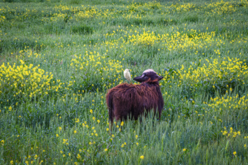 خوزستان کےعلاقے چمیم کی وائلڈ لائف- ایبس
(Cattle egret)