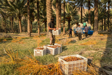 برداشت خرمای زاهدی