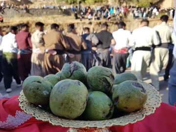 جشنواره آلو و پخت غذاهای محلی روستای حیدره قاضی خانی