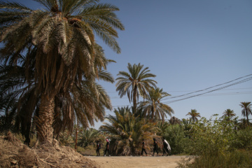 Arbaeen walk; Divaniyeh to Kufa route