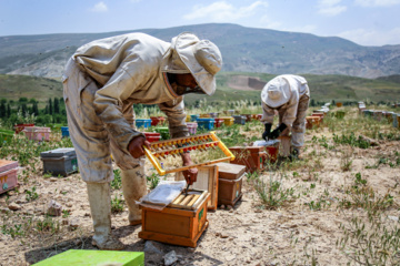 Bee  Breeding