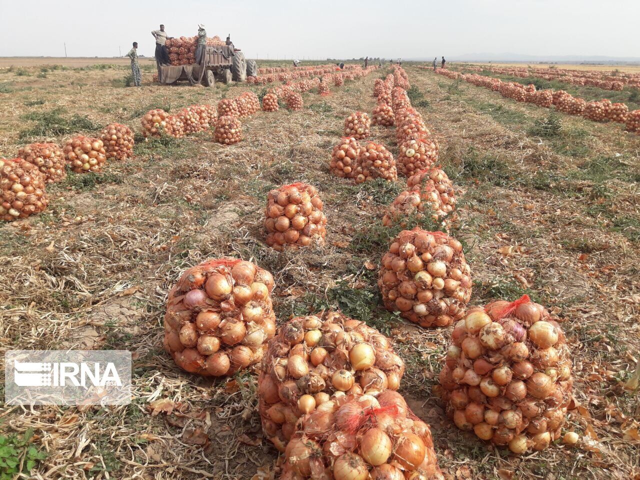 تعاون روستایی جنوب کرمان بیش از۱۲ هزار تن پیاز تضمینی خریداری کرد