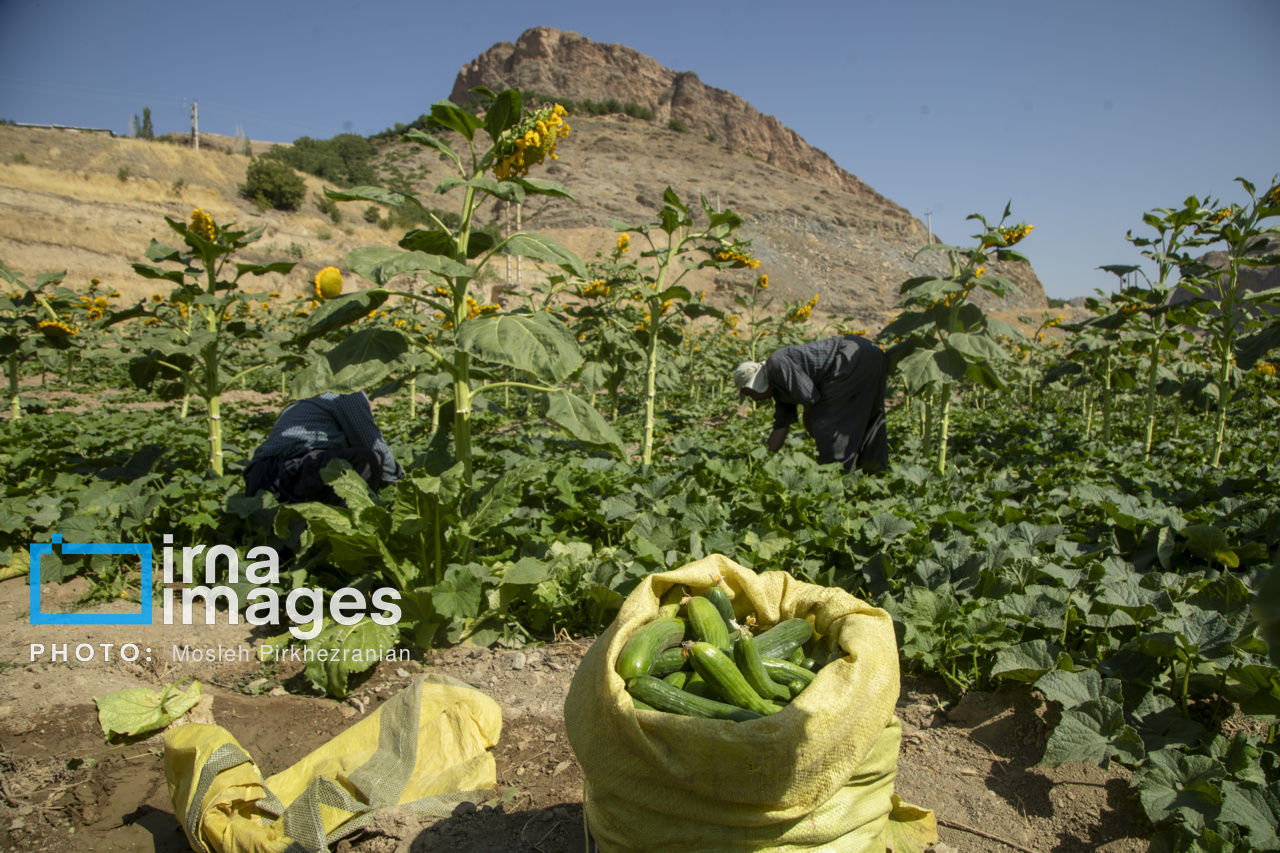 دپوی غیر اصولی زباله در سنندج