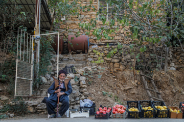 برداشت انار در «هورامان»