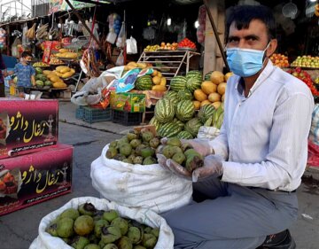 برداشت گردو از باغات دهبکری