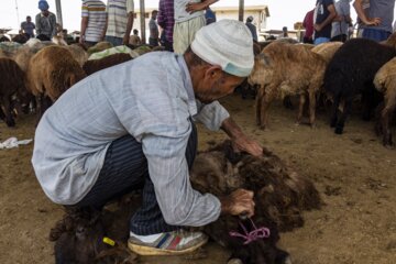 بازار فروش دام گنبدکاووس در آستانه عید قر بان