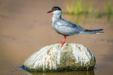 Weißbart-Seeschwalbe