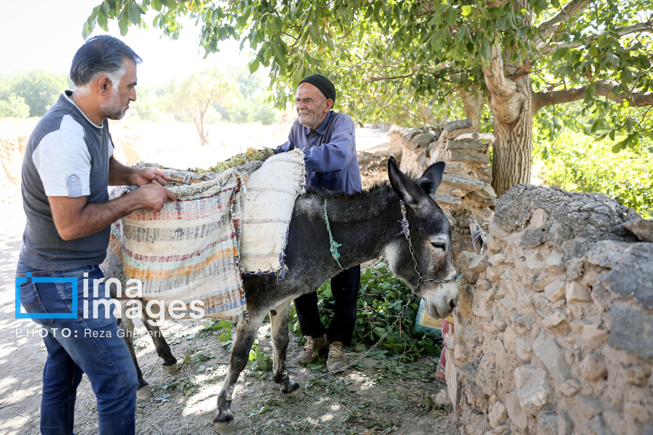 برداشت انگور در بوانات