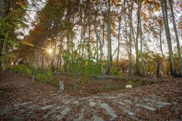 Autumn leaves in Pahlavanpur Garden