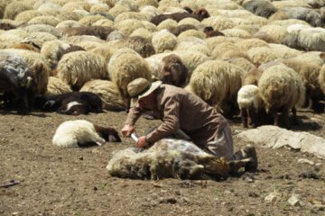 زندگی دلنشین عشایر اشنویه