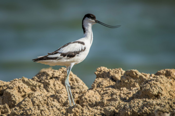 Birdwatching in Iran