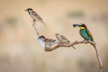  پرنده نگری -- زنبورخوار و گنجشک