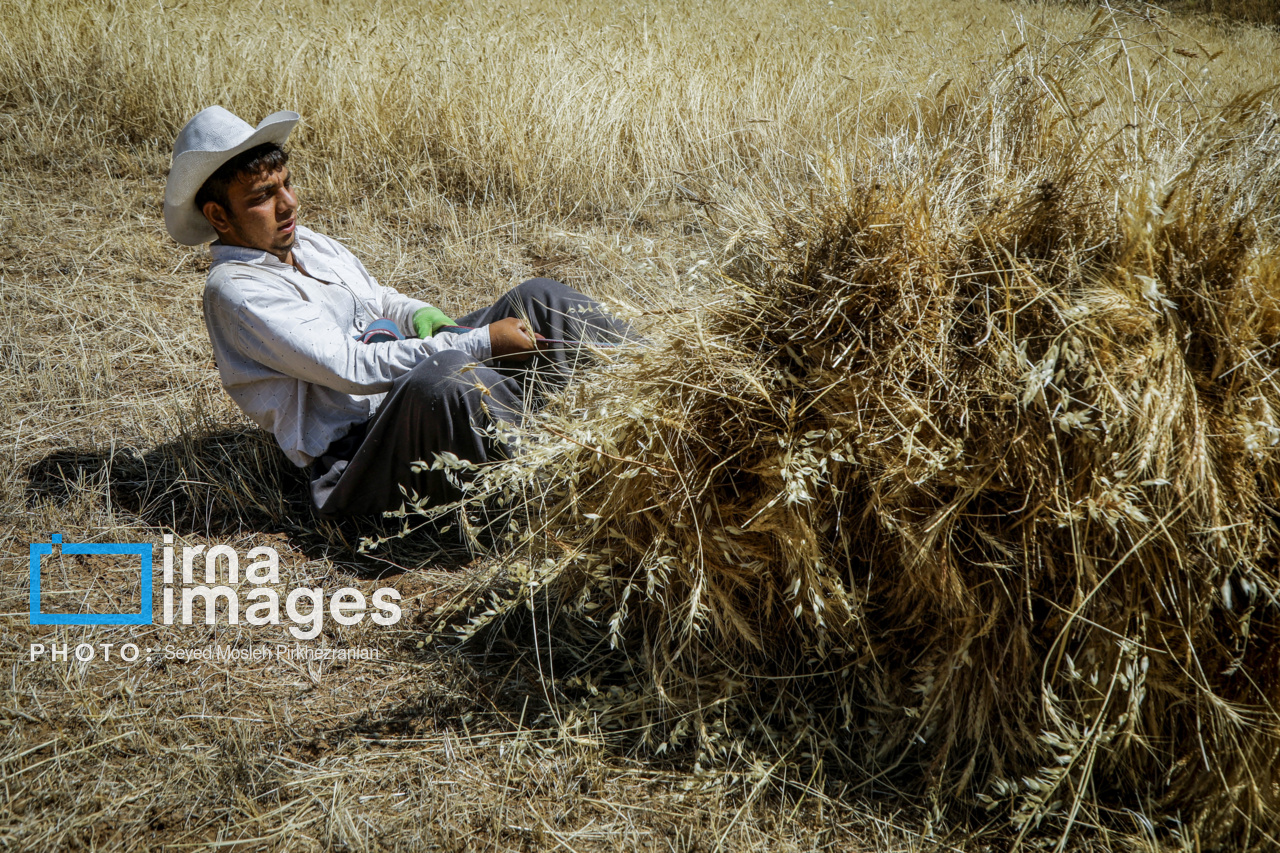 برداشت سنتی گندم از مزارع کردستان