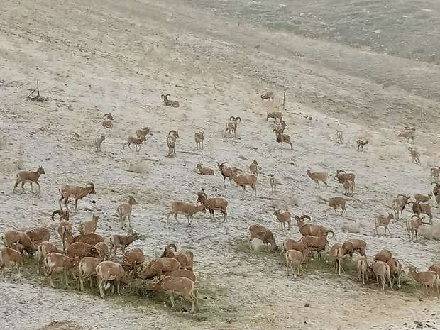 بذل مهربانی به حیات وحش لرستان در روزهای سرد زمستان