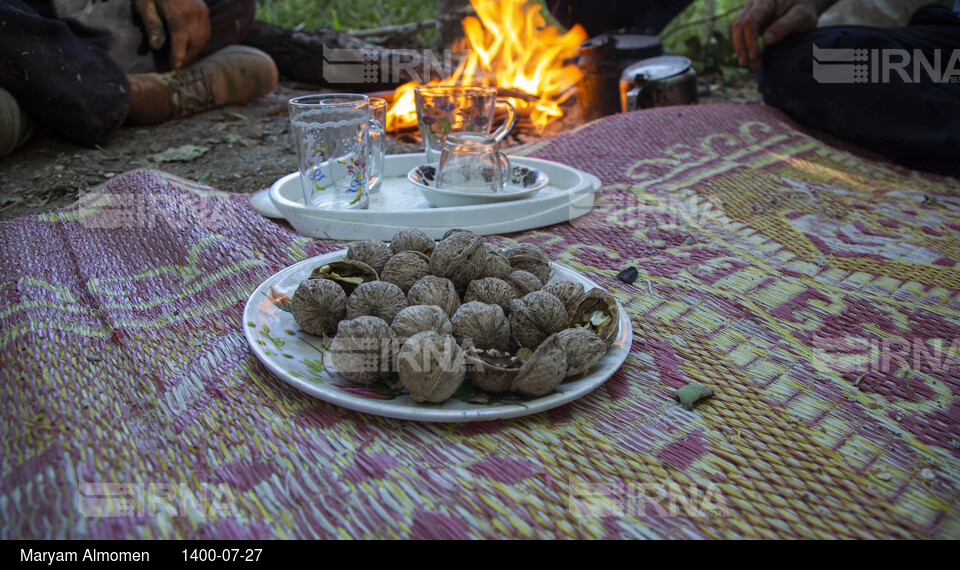 گردو تکانی در حاشیه زاینده رود