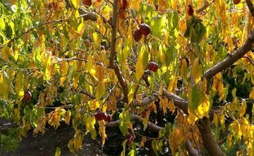 خشکسالی ۳۵ درصد محصولات باغی خراسان شمالی را کاهش داد