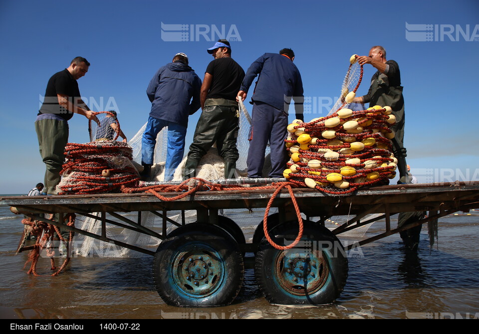 آغاز صید ماهیان استخوانی در دریای خزر