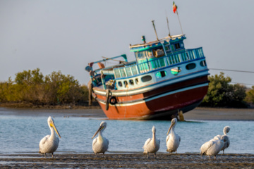 Zone humide de Khor Azini (Sirik) : une richesse de biodiversité au sud de l’Iran