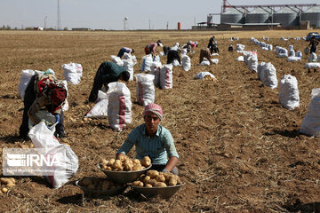 ۹۵۰ هزار تن سیب زمینی سالانه در استان همدان تولید می شود