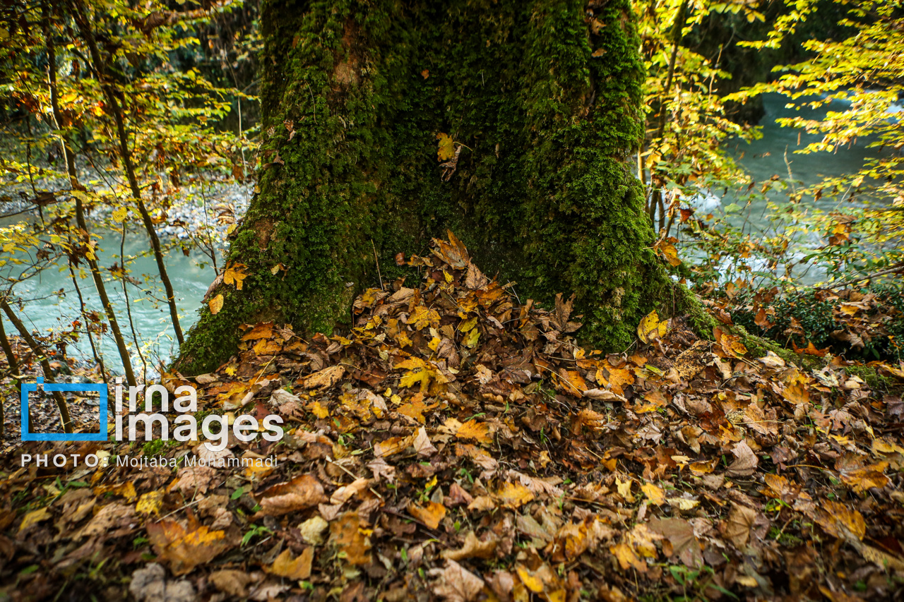 Hyrkanischer Herbst