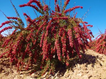 برداشت زرشک در خراسان جنوبی