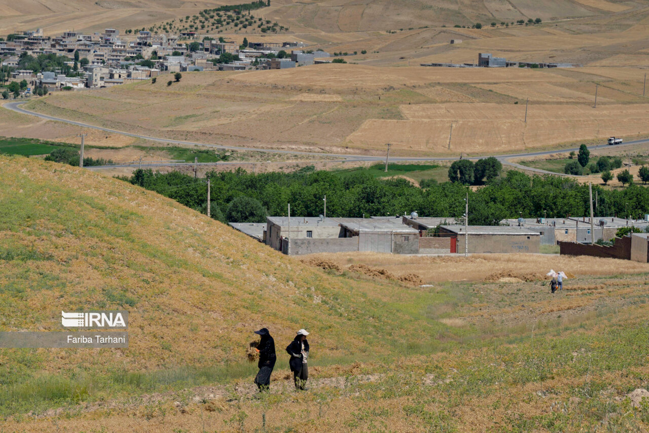 برداشت نخود در شهرستان دلفان