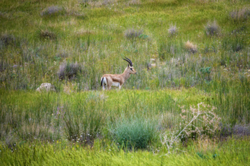 Iranian goitered gazelle