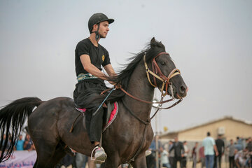 جشنواره ملی عکس اسب اصیل کُرد در کرمانشاه برگزار می‌شود