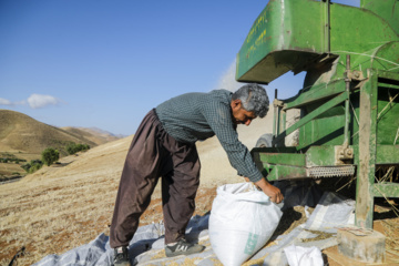 برداشت سنتی گندم از شTraditional wheat harvest in western Iranمزارع کردستان