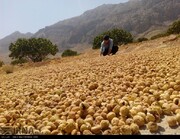 برداشت انجیر دیم در استهبان فارس آغاز شد 