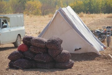 برداشت پیاز در میاندوآب