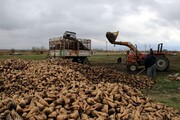 کشاورزان آذربایجان‌غربی در برداشت چغندرقند شتاب کنند