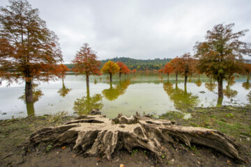 Espectáculo de color cuando el otoño llega a Mazandarán